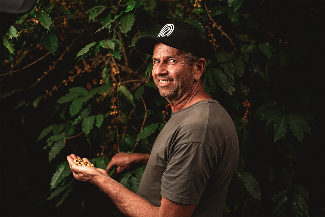 A man harvesting coffee beans