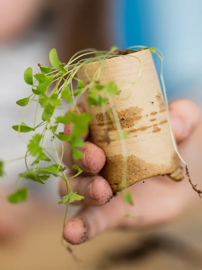 A child holding a plant (Photo)