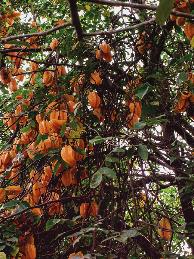 A coffee plant with fruits (Photo)