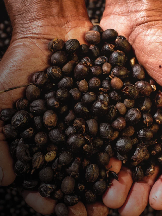 A man holding coffee beans (Photo)