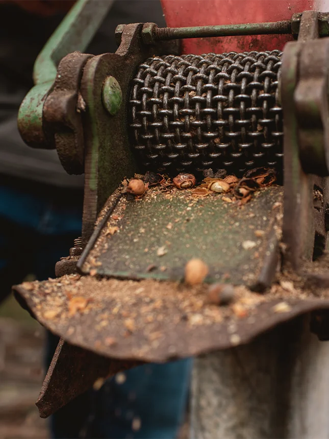 Coffee beans are separated from their shells (Photo)