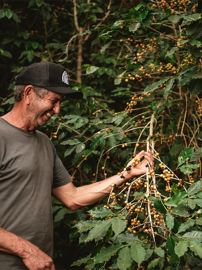 A man examines a coffee plant (Photo)