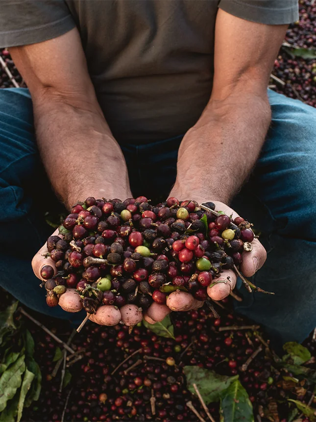 A man holds coffee cherries (Photo)