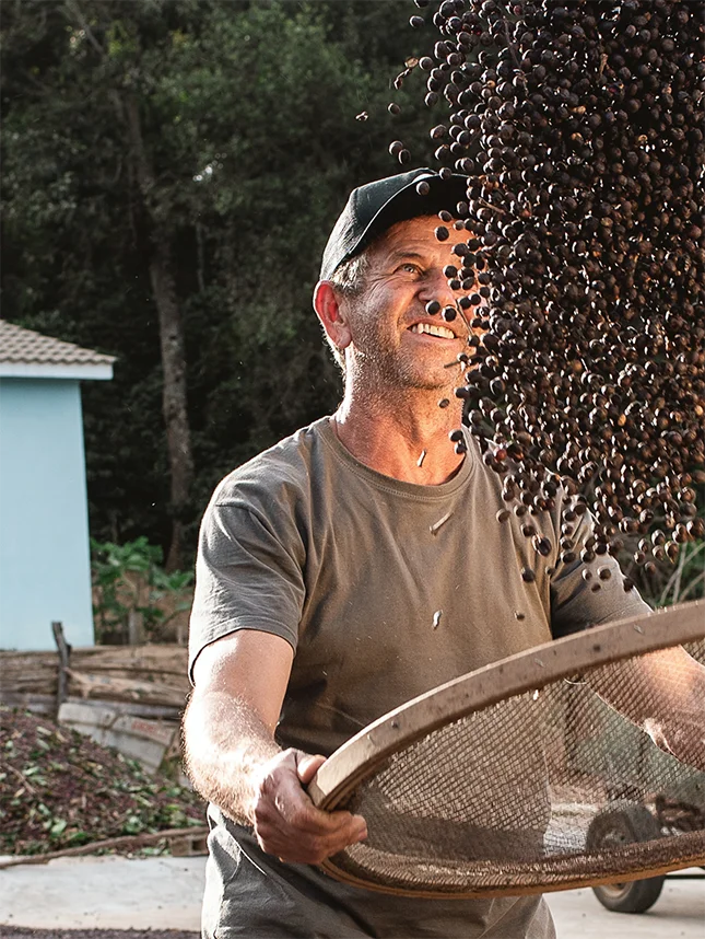 A man looks at harvested coffee cherries (Photo)