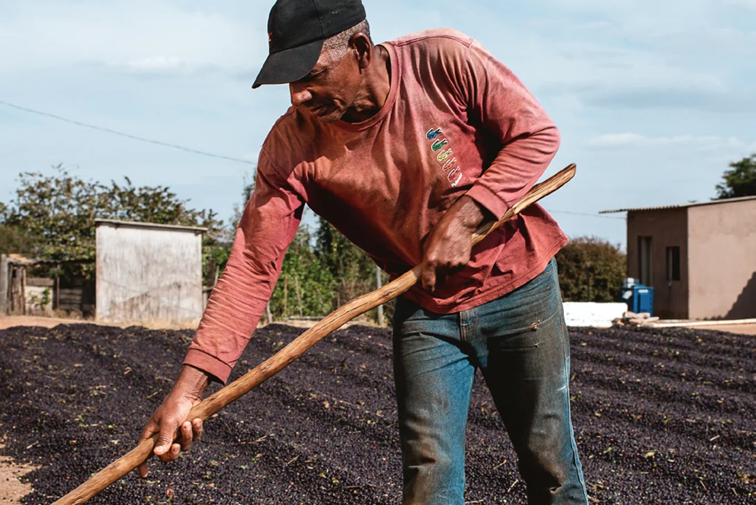 A man working on a coffee plantation (Photo)