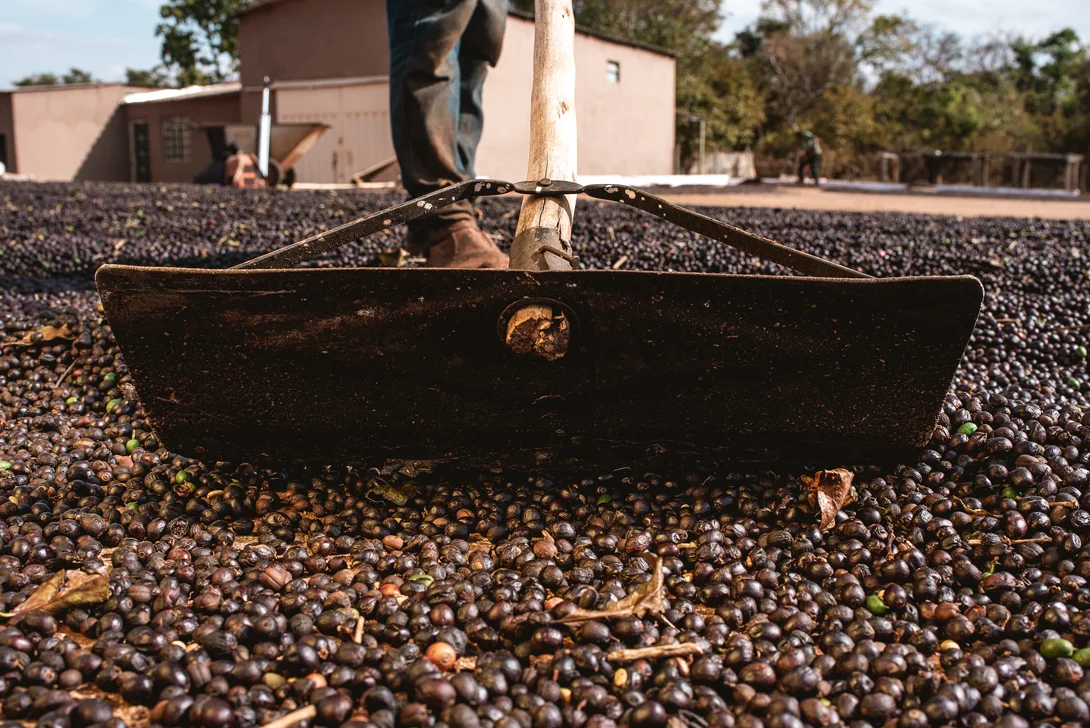 Coffee beans are raked together (Photo)