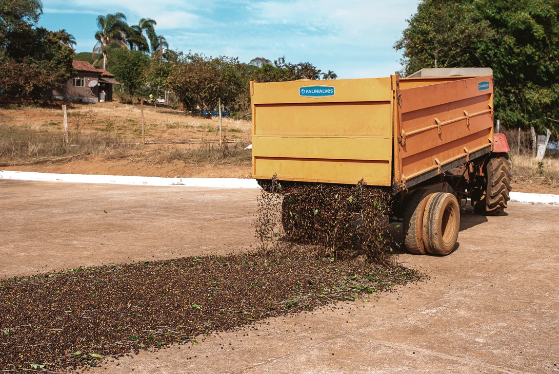 Coffee beans are spread on the floor to dry (Photo)