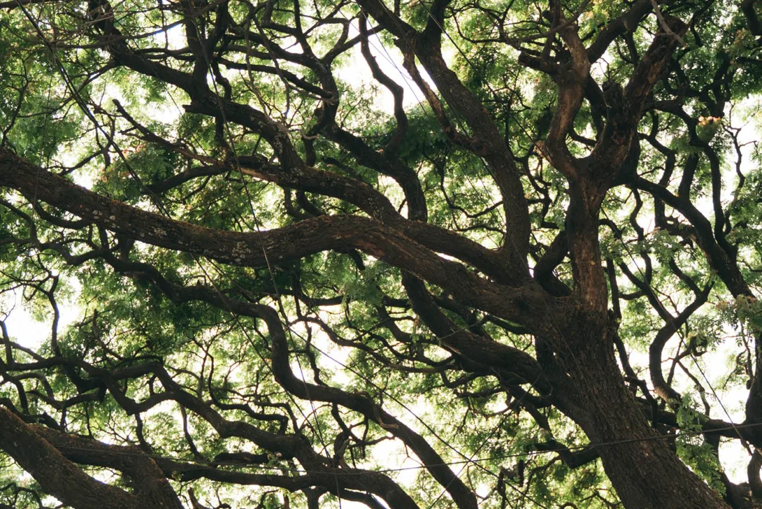 A tree with ramified branches (Photo)