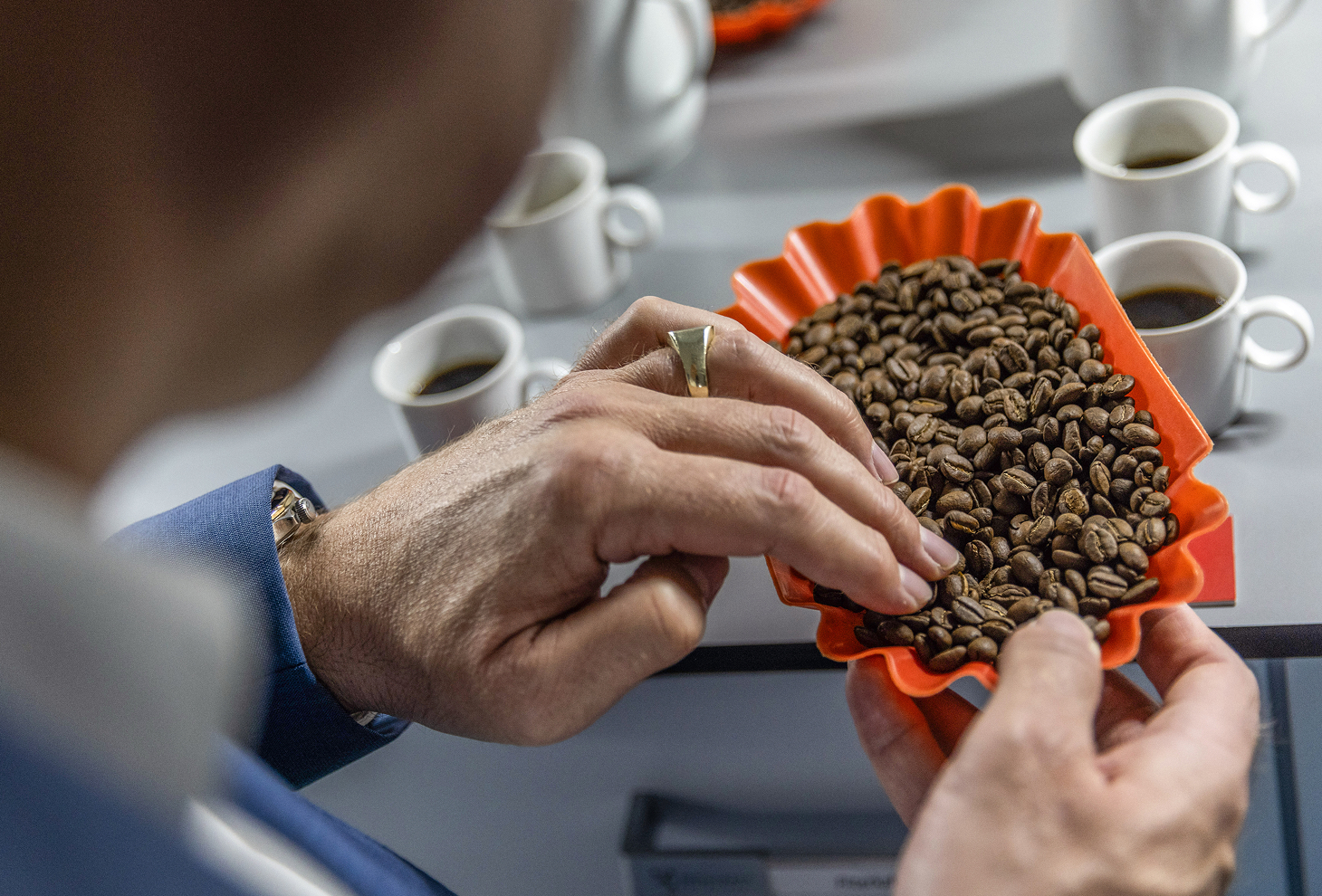 Protagonist inspects roasted coffee beans in an tray surrounded by white espresso cups filled with brewed coffee.