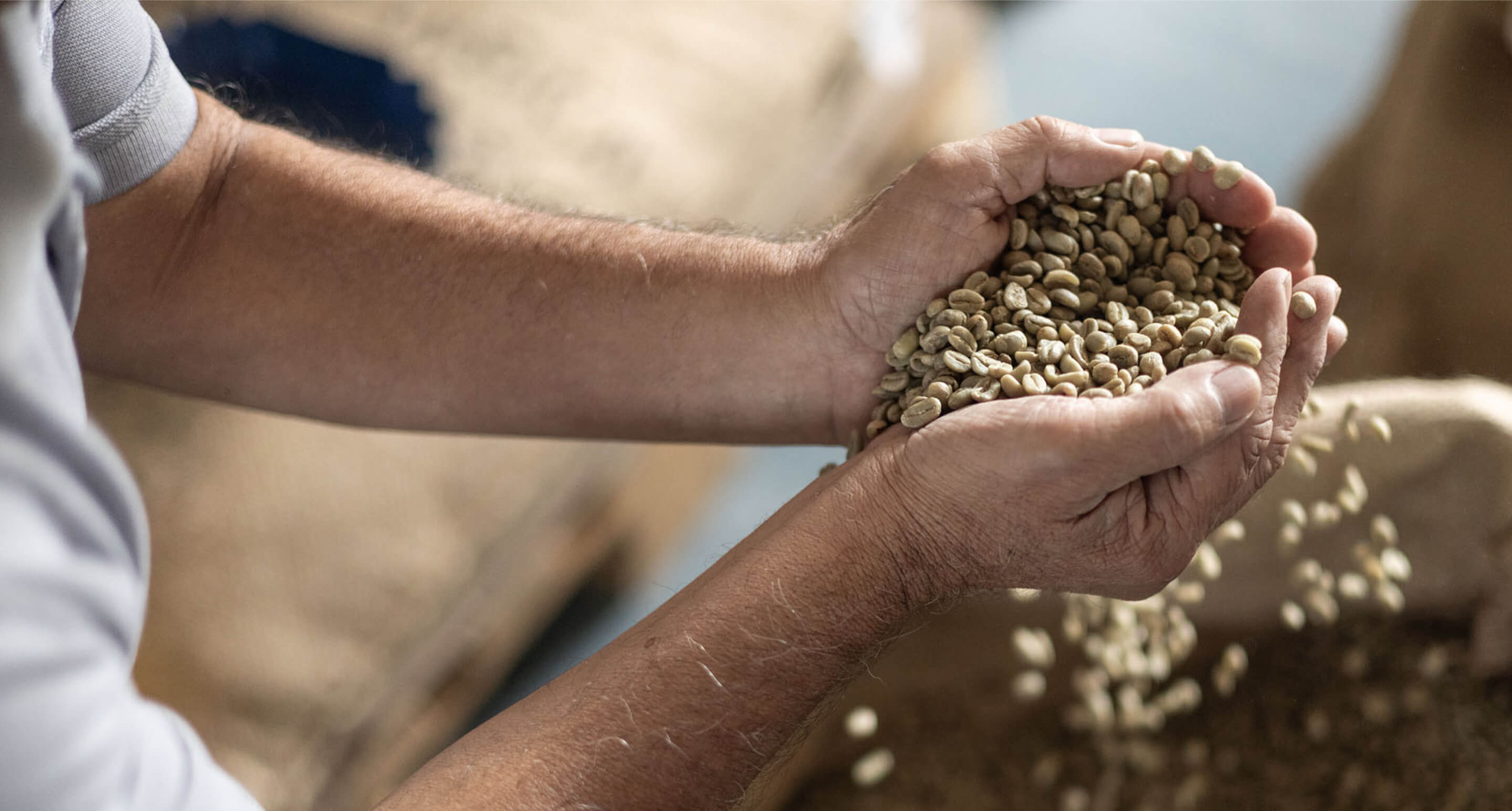 Protagonist holds unroasted coffee beans in both hands while some beans fall into a burlap sack.