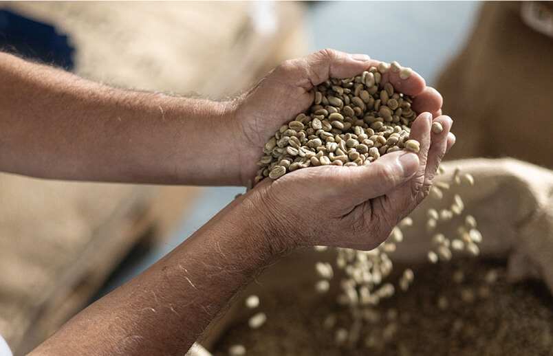Protagonist holds unroasted coffee beans in both hands while some beans fall into a burlap sack.