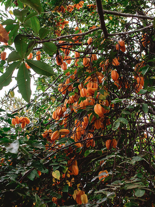 A coffee plant with fruits