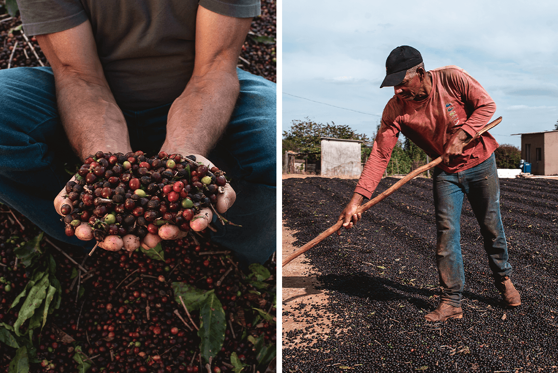 Drying of coffee beans