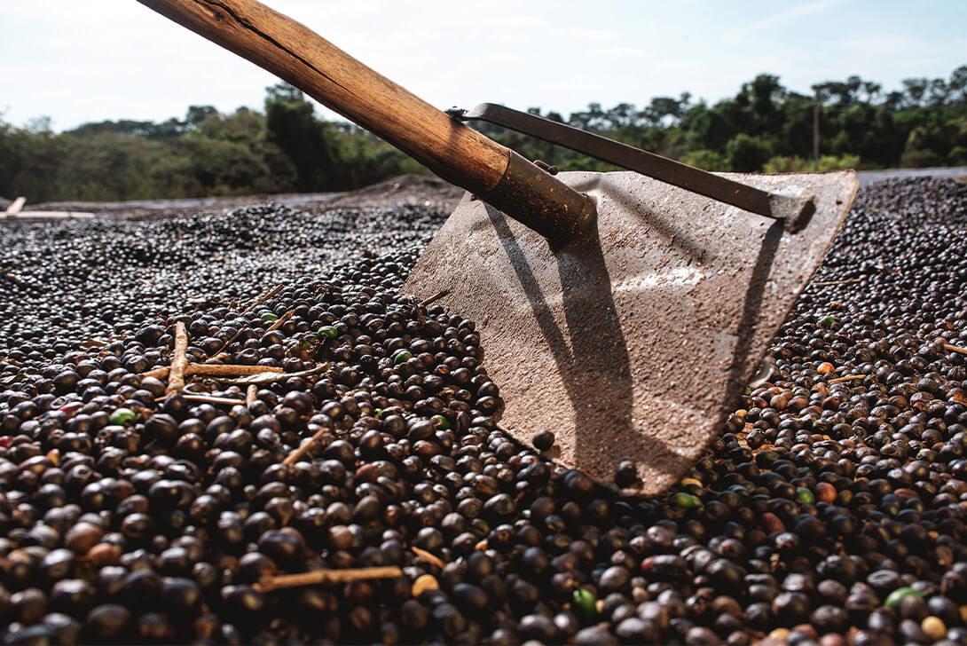 Drying coffee beans